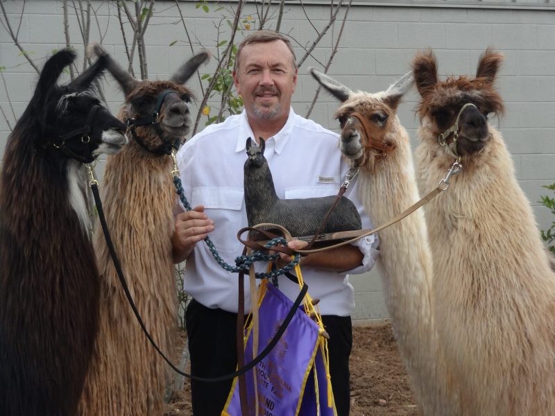 Michael West with four of his divine llamas. Photo courtesy of Michael West.