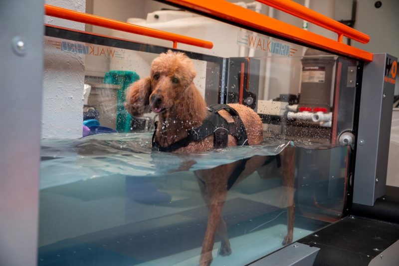 Poodle walking on the underwater treadmill.