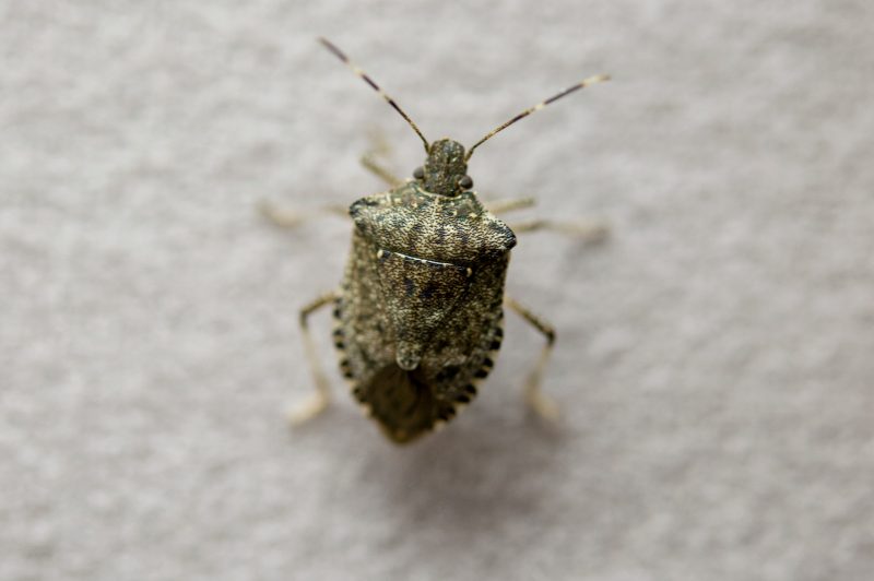 Brown Marmorated Stink Bug.