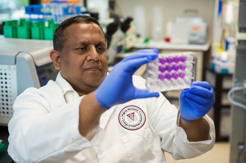 The Department of Biomedical Sciences and Pathobiology team is led by principal investigator assistant professor Raj Gaji