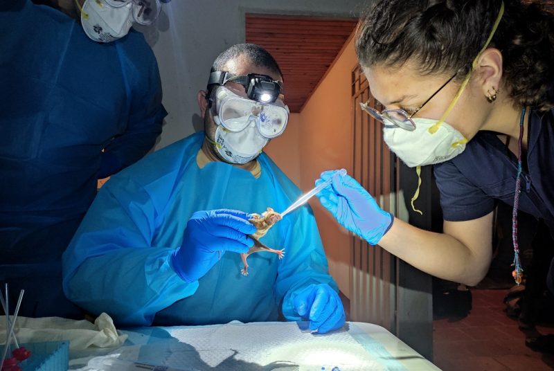 A man wearing a surgical gown, gloves, goggles, and headlamp holds a bat while a masked female student feeds it with a plastic dropper.