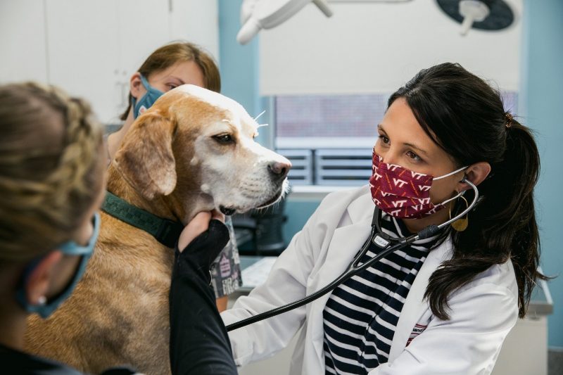 Brittany Ciepluch,  clinical assistant professor, Surgical Oncology, Department of Small Animal Clinical Sciences carries out an examination of a dog in a treatment room.Located in Roanoke, Virginia, the Virginia Tech Animal Cancer Care and Research Center is a comprehensive cancer care and clinical research center offering integrated services, including medical, surgical, and radiation oncology, and frontline cancer diagnostics and treatment for dogs and cats.